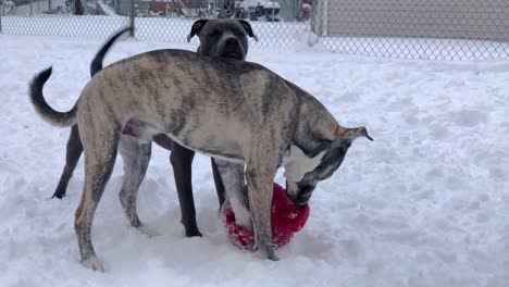 A-Pitbull-and-Pitsky-Take-a-Break-from-Snow-Fetch-and-Hang-Out-with-Their-Ball