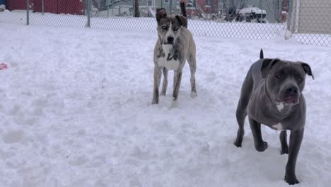 Pitbull-and-Pitsky-Wait-Intently-in-Snow-for-Ball-to-be-Thrown