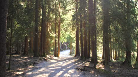 Eine-Waldlandschaft-Im-Frühling-In-Österreich,-Seefeld