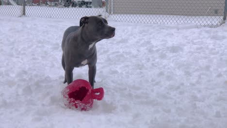 Blue-Nosed-Pitbull-Stands-Over-Ball-in-Snow-and-Shivers