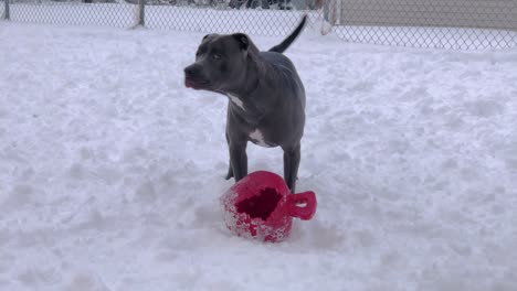 Blue-Nosed-Pitbull-Stands-over-Ball-in-Snow-while-Shivering