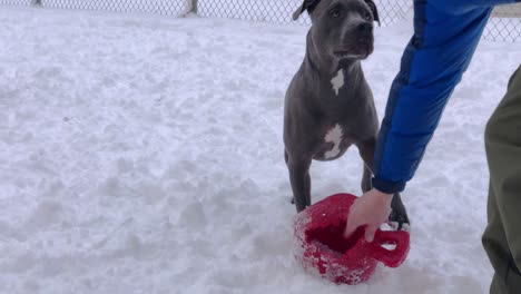 Cold-Pitbull-Shivers-in-the-Snow-and-Waits-for-his-Owner-to-Throw-the-Ball