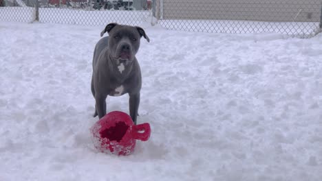 Blue-Nosed-Pitbull-in-Snow-Stands-Over-Ball-and-Shivers