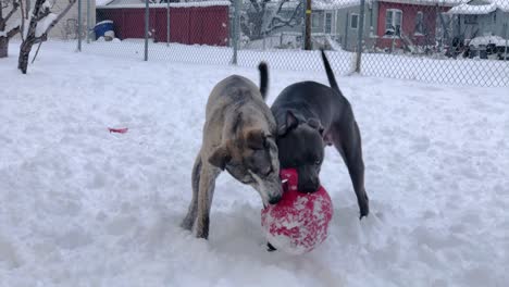 Pitbull-And-Pitsky-Show-their-Eyes-while-Battling-for-Control-of-Ball-in-Snow