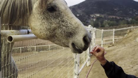 White-horse-behind-fence-being-given-food-by-man-by-hand