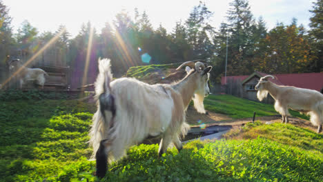 Beautiful-domestic-goats-with-long-bears-and-horns-in-the-daytime-sun-flare---White-goats-with-long-horns-grazing