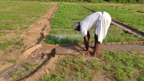 A-farmer-irrigation-to-carrot-crop-by-traditional-system,-Jodhpur,-India