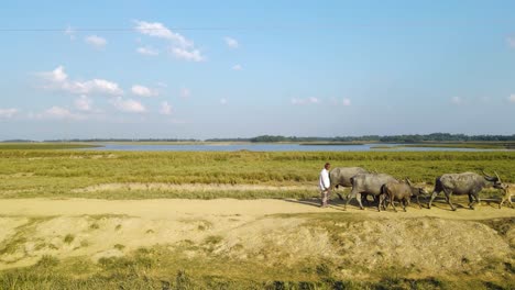 Farmer-going-field-with-buffalo-herd-through-rural-path-in-a-marshland