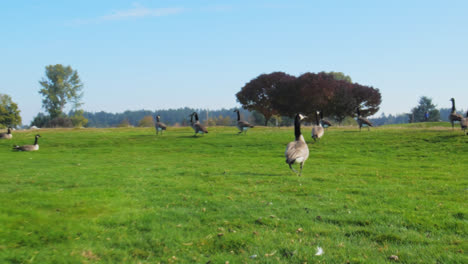 Wigeon-ducks-grazing-through-a-pasture-in-Spring-on-a-sunny-day---Long-shot-group-of-ducks-looking-for-food-in-a-grass-field