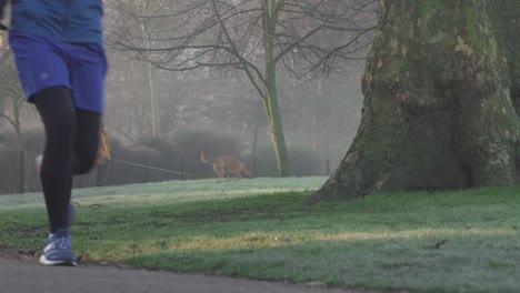 A-rounded-lady-is-walking-her-big-size-dog-in-a-yellow-coat-while-she-is-on-the-phone-in-the-early-misty-foggy-and-cold-morning
