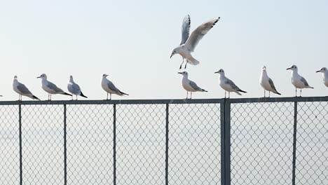 Seagull-bird-or-seabird-standing-feet-on-sea-beach