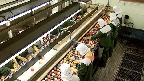 Team-of-factory-workers-sorting-and-packaging-fruit-ready-to-be-shipped