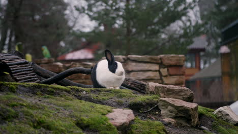 A-video-shows-a-Dutch-Rabbit-sitting-atop-a-wet-mossy-hill-in-Stockholm-Sweden-Outdoor-Museum,-Skansen,-with-a-little-girl-peeping