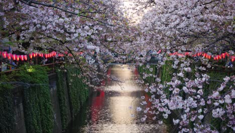 Hermosa-Línea-De-Sakura-En-El-Río-Meguro-En-Tokio,-Puesta-De-Sol-En-Primavera-Japón