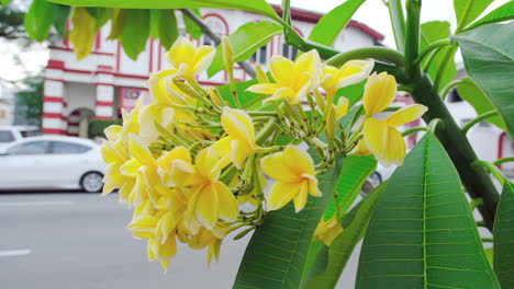 Yellow-Mexican-Plumeria-hanging-along-the-street-with-vehicles-in-the-background