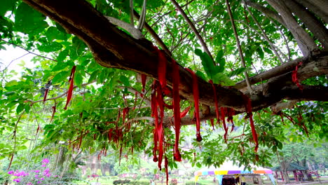 Chinesisches-Glücksverheißendes-Rotes-Band-Hängt-Als-Zeichen-Des-Glücks-Und-Glücksbringers-An-Den-Ästen-Der-Bäume-3