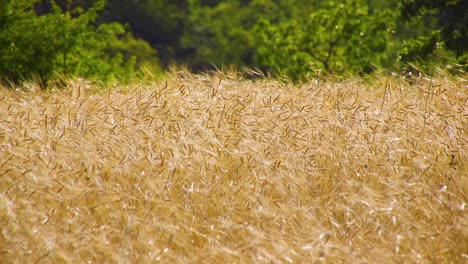 A-field-of-organic-einkorn-in-the-south-of-France,-just-before-harvest,-during-a-sunny-day
