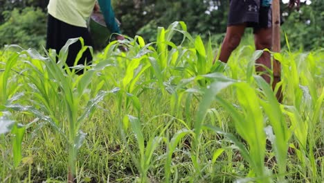 Yogyakarta,-Indonesia---April-1,-2023-:-Two-asian-farmers-fertilizing-corn-plants-in-the-field