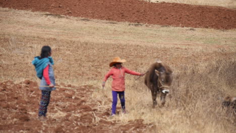 Peruvian-Farmer-Girls-with-Bulls-Cows-In-Cusco-near-Andes-Mountains-in-Peru,-South-America