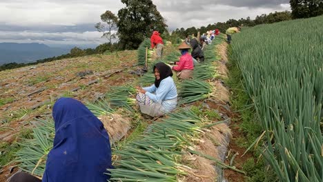 Harvesting-season-in-Indonesia,-people-working-side-view