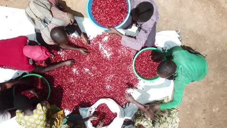 Group-of-African-workers-separating-harvested-coffee-beans-in-Uganda