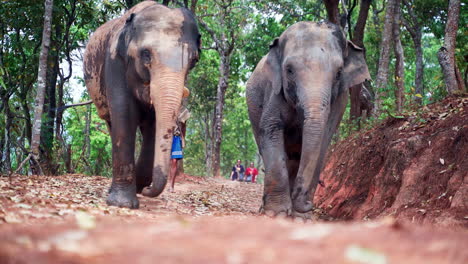 Thai-man-walking-with-asian-elephants-on-jungle-path,-tourists-behind
