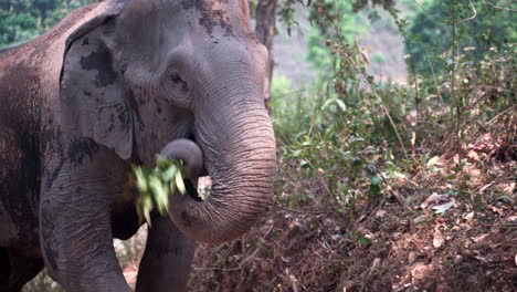Asian-elephant-grazing-along-jungle-road-while-walking-behind-woman