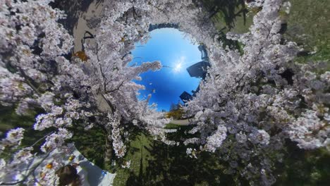 Blooming-Japanese-Cherry-Trees-in-Vilnius-Sakura-Park