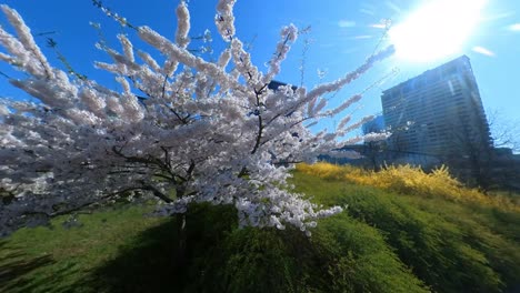 Weitwinkel-Zeitlupenaufnahme-Blühender-Japanischer-Kirschbäume-Im-Vilnius-Sakura-Park