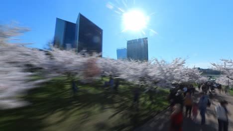 Hyperlapse-Aufnahme-Blühender-Japanischer-Kirschbäume-Im-Vilnius-Sakura-Park