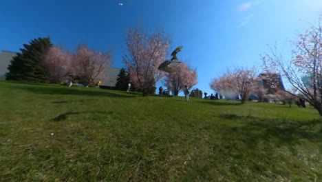 Zwei-Enten-Starten-Und-Fliegen-Im-Sakura-Park-In-Vilnius-Davon