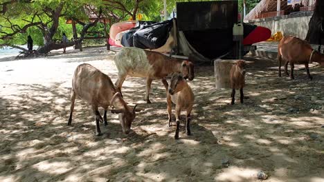Herd-of-goats-on-popular-white-sandy-beach-in-the-capital-Dili,-Timor-Leste,-Southeast-Asia