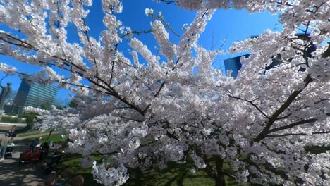 Slow-Motion-Shot-of-Blooming-Japanese-Cherry-Trees-in-Vilnius-Sakura-Park