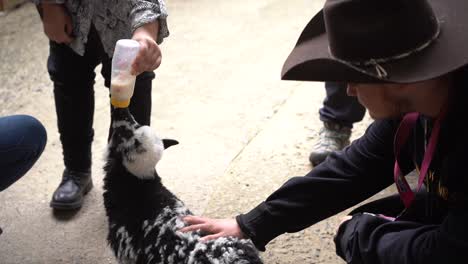 Baby-Goat-being-bottle-fed-hd