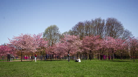 Riga-city-park-with-blooming-sakura-and-crowds-of-people,-time-lapse