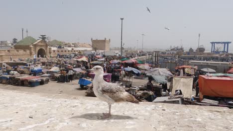 Panning-high-angle-view-of-market-in-Essaouira,-Morocco-with-a-curious-seagull