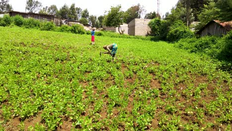 Afrikanische-Bauernhöfe,-Die-Auf-Den-Bauernhöfen-Arbeiten