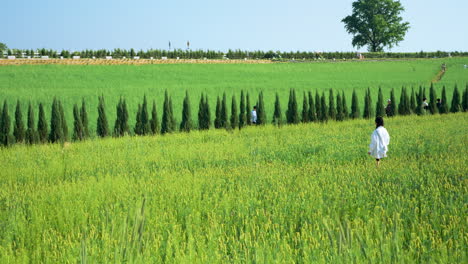 Girl-walking-through-barley-growing-green-crop-field-in-Anseong-Farmland---revealing-slow-motion