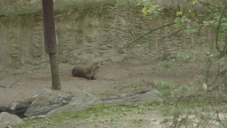 Otter-Im-Prager-Zoo,-Tschechische-Republik