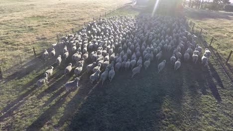 Sheep-are-herded-into-a-fenced-area-as-they-are-filmed-from-above-by-a-drone