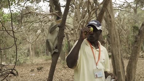 Offizieller-Gambischer-Reiseleiter,-Der-Einige-Sabaeus-Affen-Im-Affenpark-Des-Bijilo-Waldes-Füttert