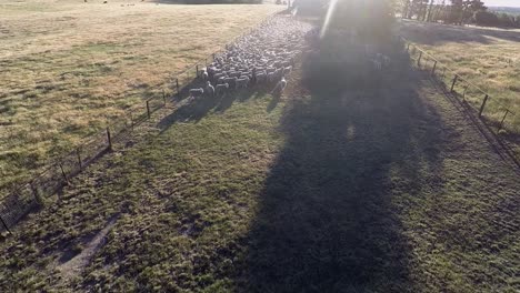 Drone-zooms-over-sheep-being-herded-into-pen-as-quad-bike-drives-past