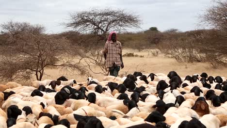 Afrika,-Kenia,-Kenianisch-somalische-Grenze---Kenianer-Weiden-Eine-Schafherde---20.-August-2018