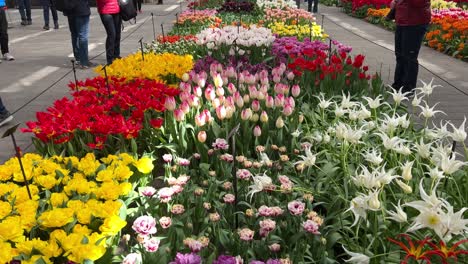 Tilt-down-of-flowerbed-with-various-tulips-in-the-orangery-at-Keukenhof