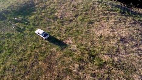 A-drone-follows-a-ute-as-it-herds-sheep-across-a-field-in-Goulburn,-Australia