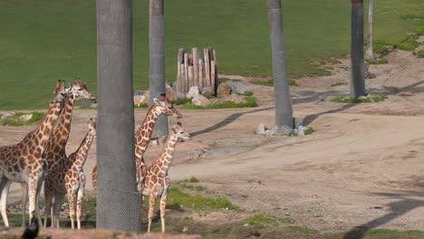 Nuevas-Crías-De-Jirafas-En-El-Parque-Safari-De-Animales-Salvajes-De-San-Diego