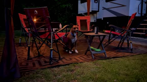 RVing-campsite-in-the-evening-with-a-dog-watching