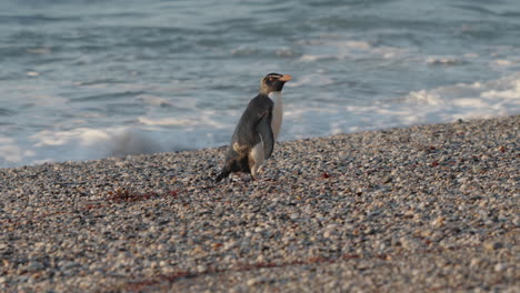 Pingüino-Crestado-De-Fiordland-En-La-Orilla-De-La-Playa-De-Monro-En-Nueva-Zelanda---Primer-Plano