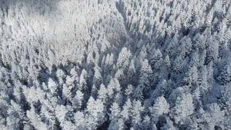 Vista-Aérea-De-Arriba-Hacia-Abajo-Bosque-De-Abetos-Cubierto-De-Nieve-Día-De-Invierno-Nubes-Sombras-En-Movimiento