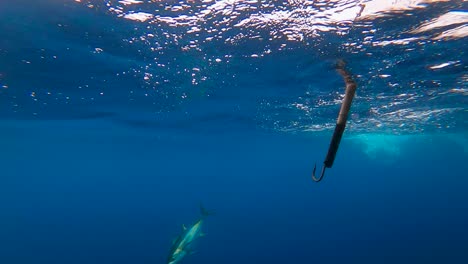 Filmischer-Blick-Auf-Blaues-Wasser,-Thunfisch,-Sportfischerboot